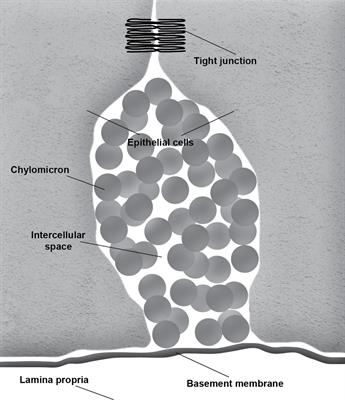 The Role of Interstitial Matrix and the <mark class="highlighted">Lymphatic System</mark> in Gastrointestinal Lipid and Lipoprotein Metabolism